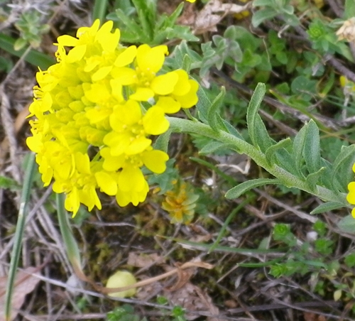 Alyssum montanum